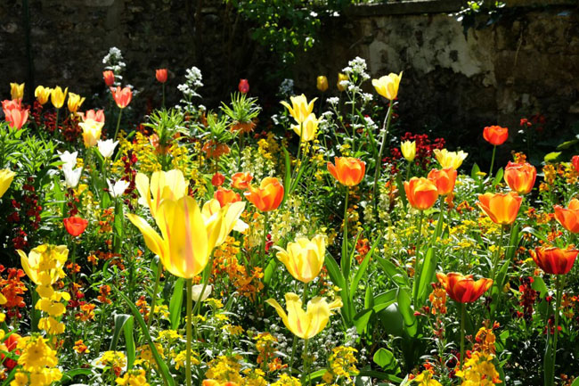 fleurs du printemps